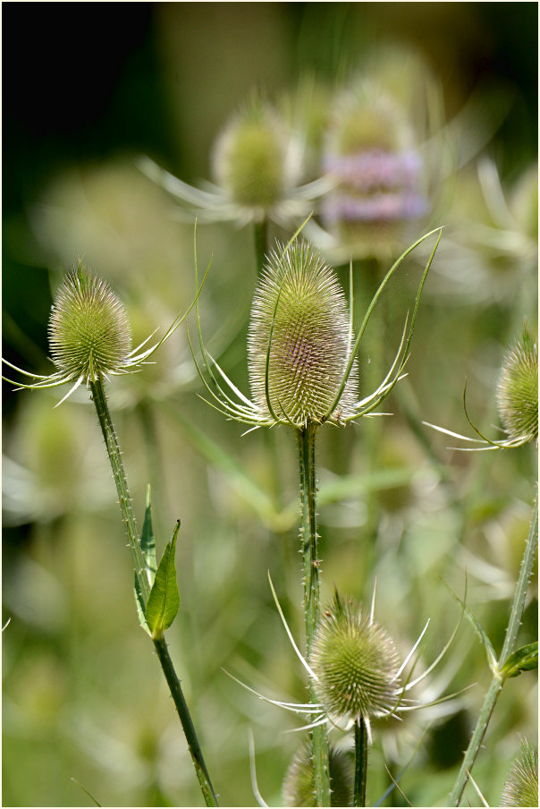 Wilde Karde (Dipsacus silvester)