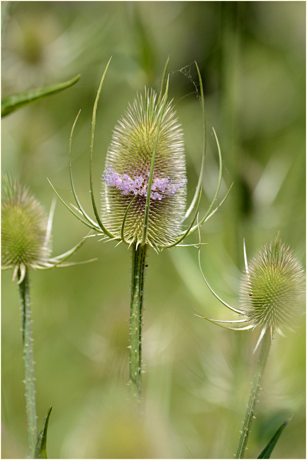 Wilde Karde (Dipsacus silvester)