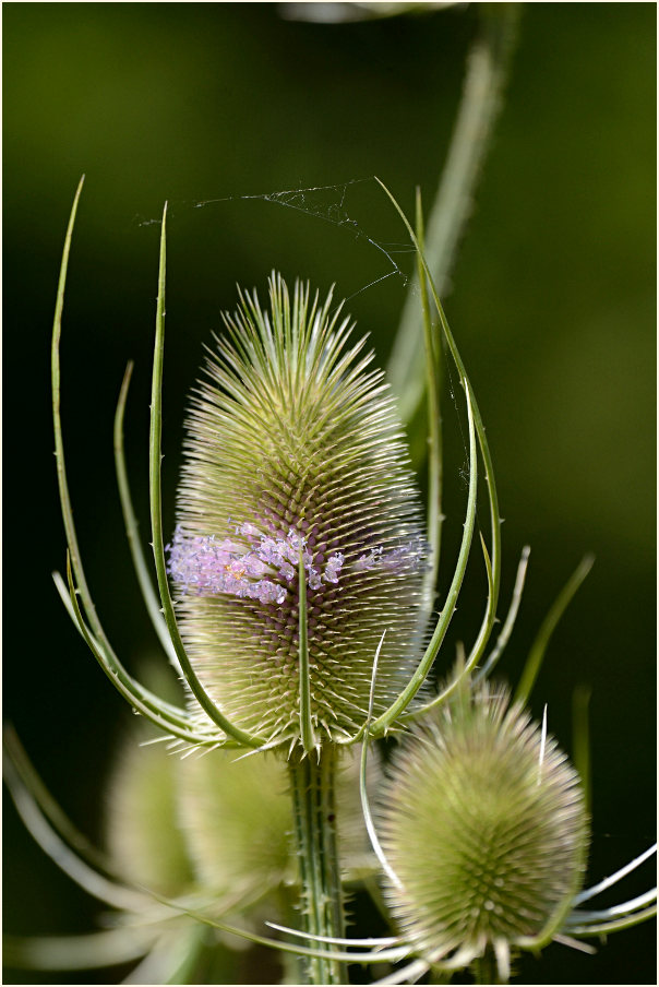 Wilde Karde (Dipsacus silvester)