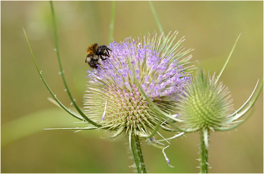 Wilde Karde (Dipsacus silvester)