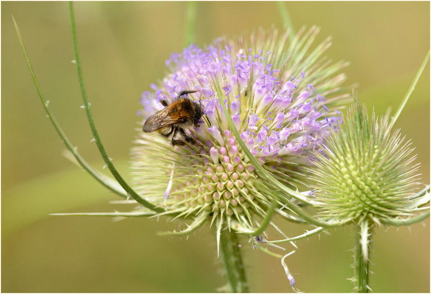 Wilde Karde (Dipsacus silvester)