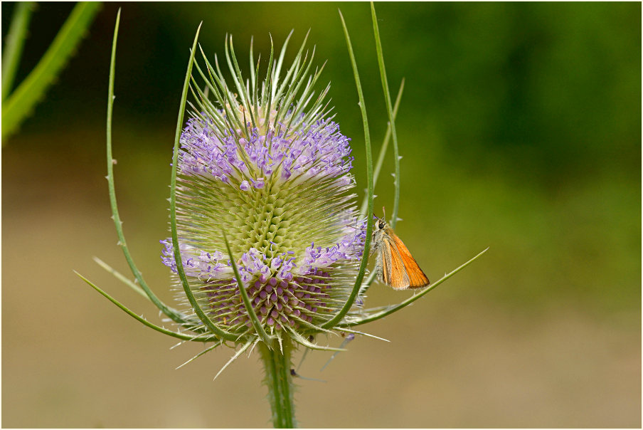 Wilde Karde (Dipsacus silvester)