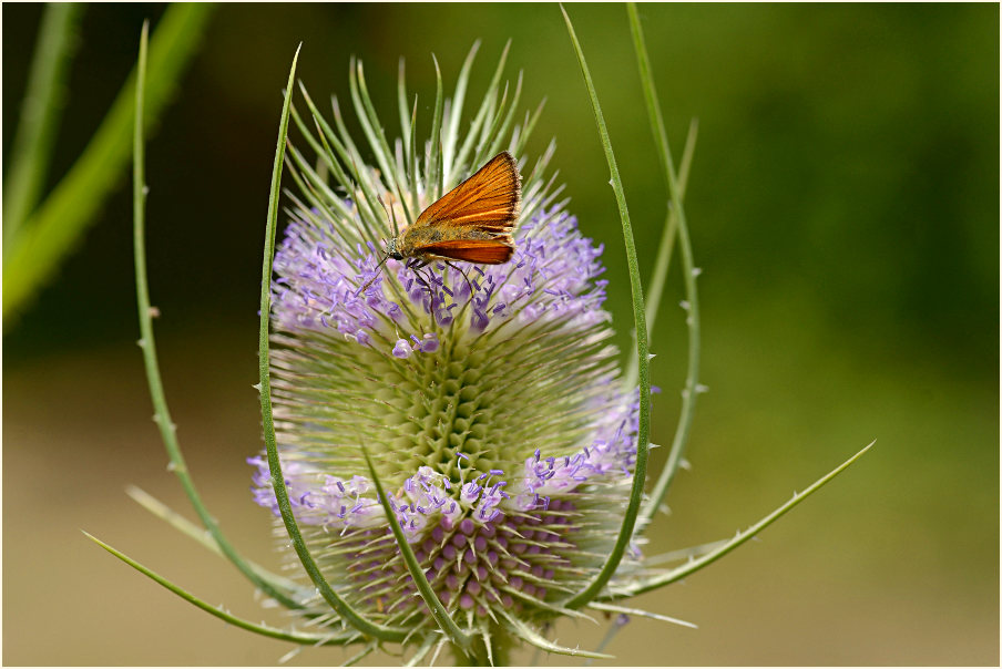 Wilde Karde (Dipsacus silvester)