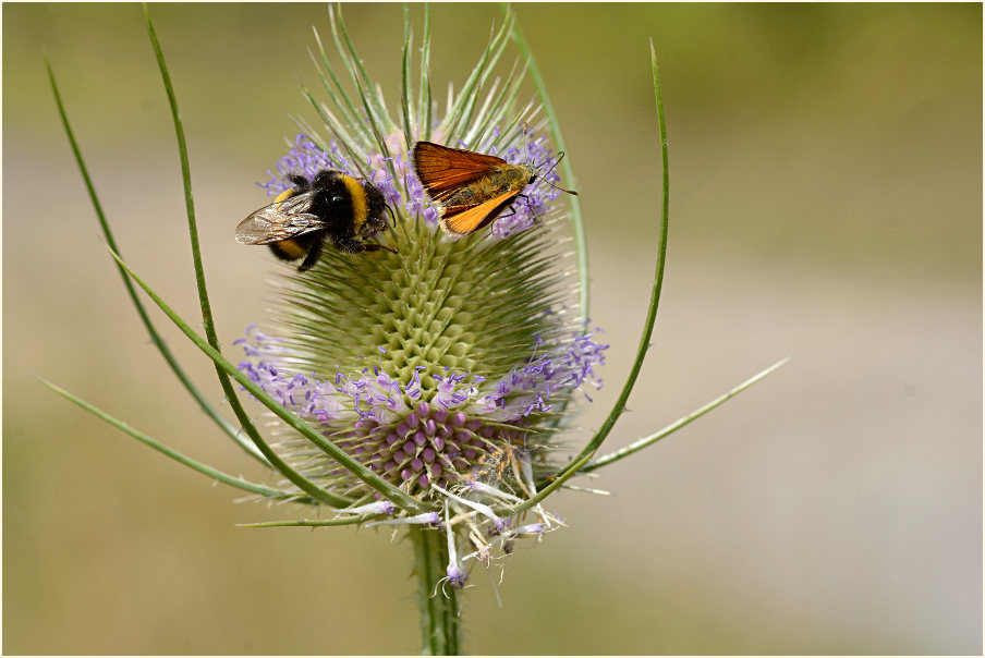 Wilde Karde (Dipsacus silvester)