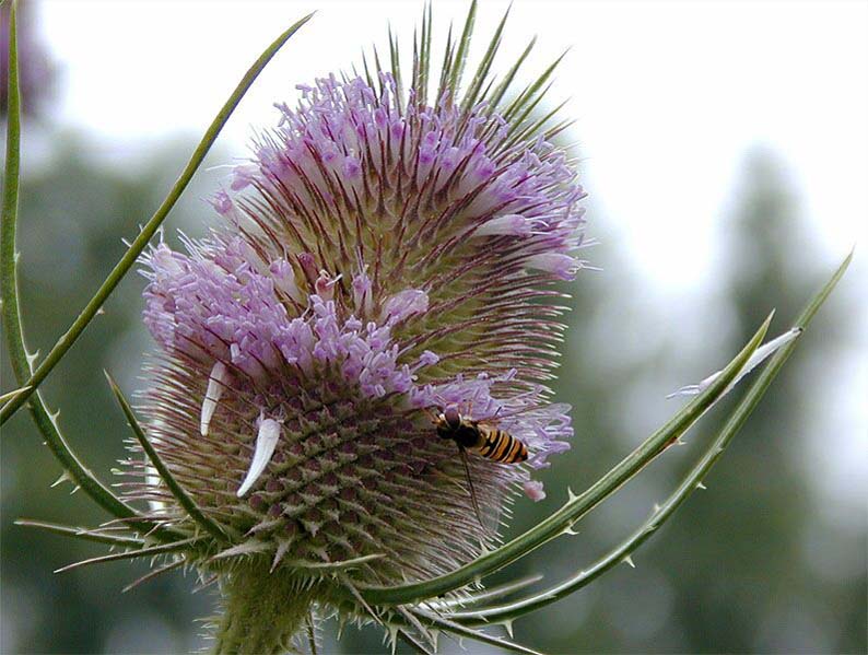 Wilde Karde (Dipsacus silvester)