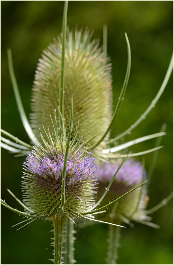 Wilde Karde (Dipsacus silvester)