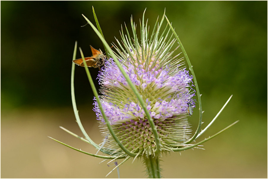 Wilde Karde (Dipsacus silvester)