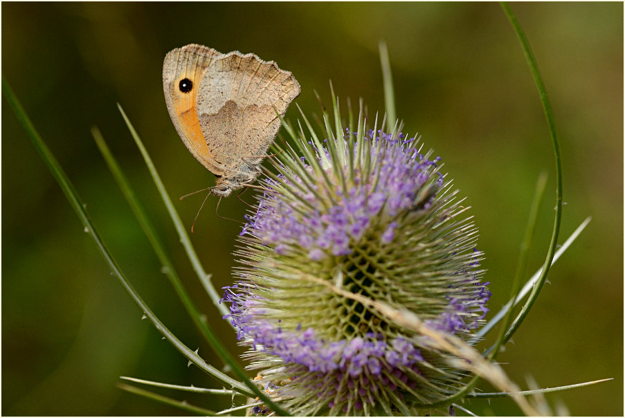 Wilde Karde (Dipsacus silvester)