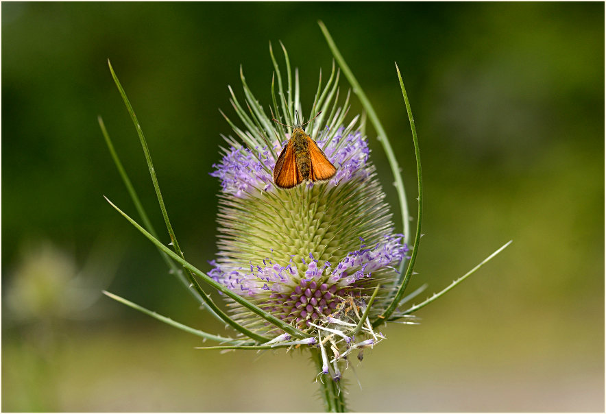 Wilde Karde (Dipsacus silvester)