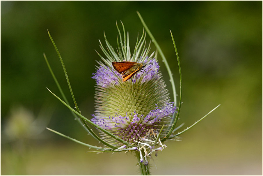 Wilde Karde (Dipsacus silvester)