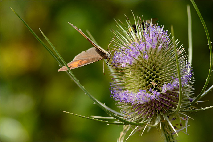 Wilde Karde (Dipsacus silvester)