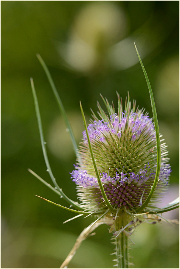 Wilde Karde (Dipsacus silvester)