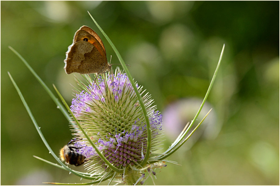 Wilde Karde (Dipsacus silvester)