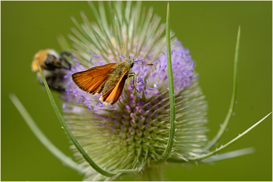 Wilde Karde (Dipsacus silvester)