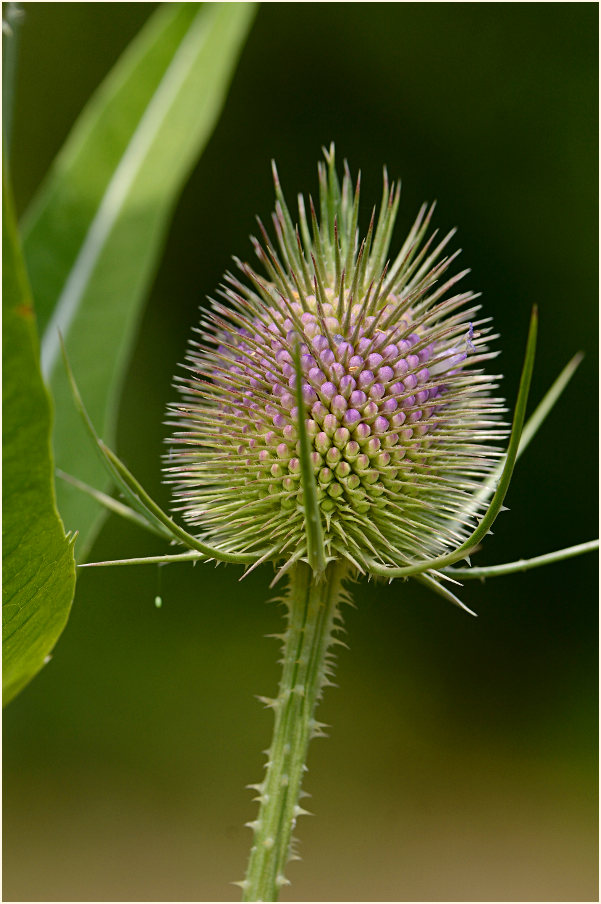 Wilde Karde (Dipsacus silvester)