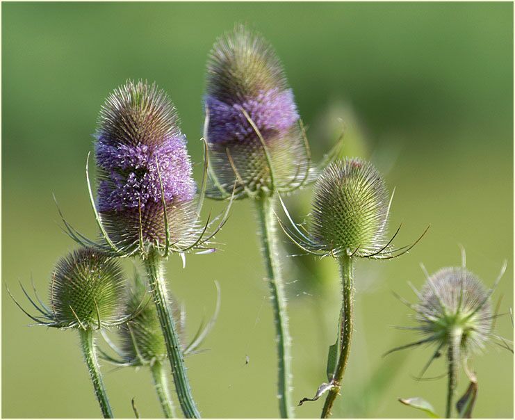 Wilde Karde (Dipsacus silvester)