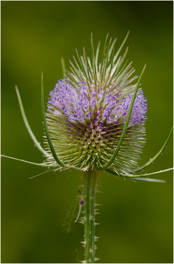 Wilde Karde (Dipsacus silvester)