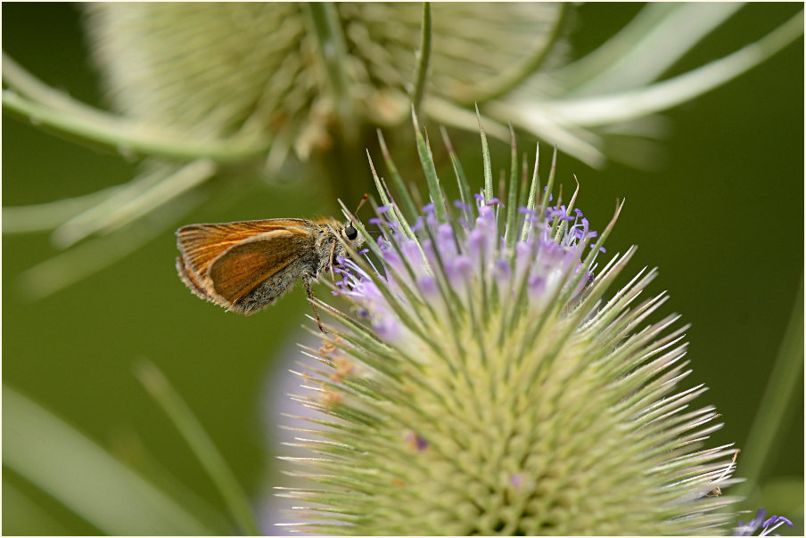 Wilde Karde (Dipsacus silvester)