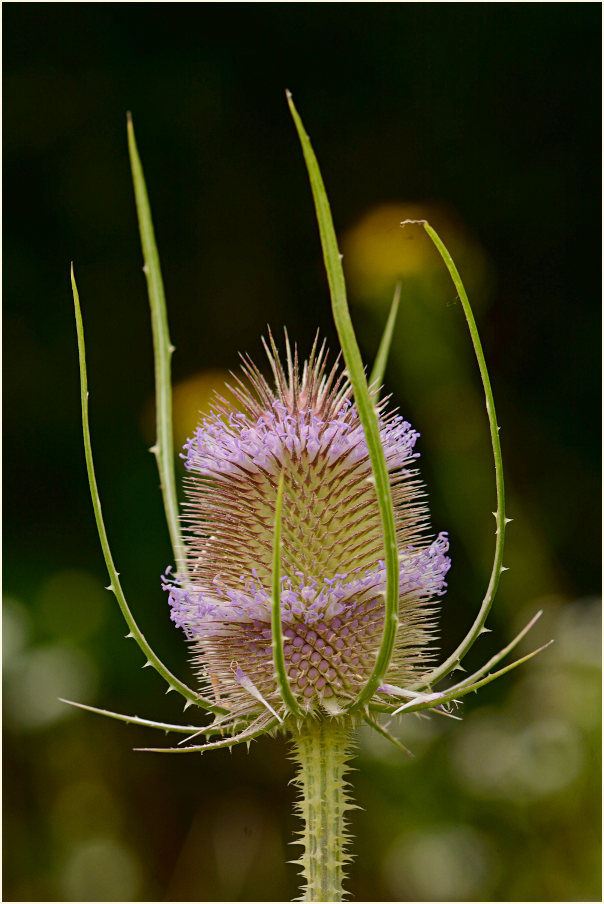 Wilde Karde (Dipsacus silvester)