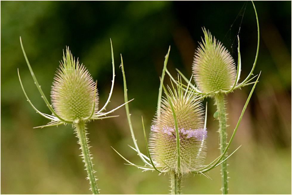 Wilde Karde (Dipsacus silvester)