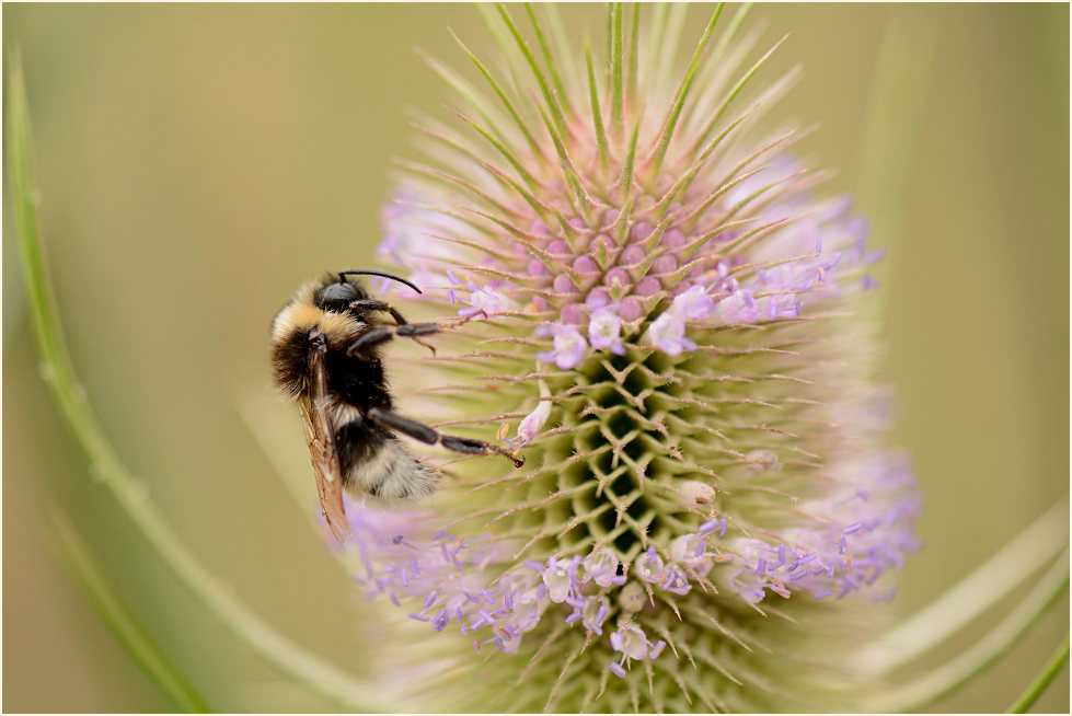 Hummel, Wilde Karde (Dipsacus silvester)