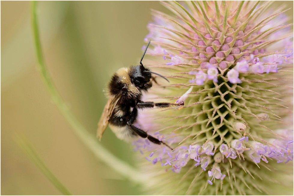 Hummel, Wilde Karde (Dipsacus silvester)