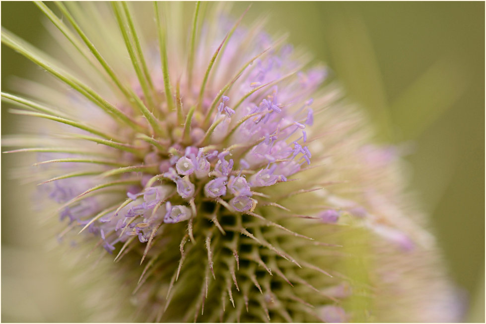 Wilde Karde (Dipsacus silvester)