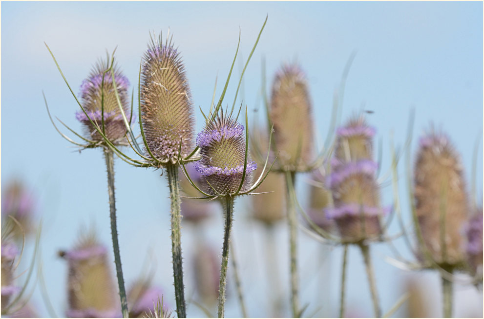 Wilde Karde (Dipsacus silvester)