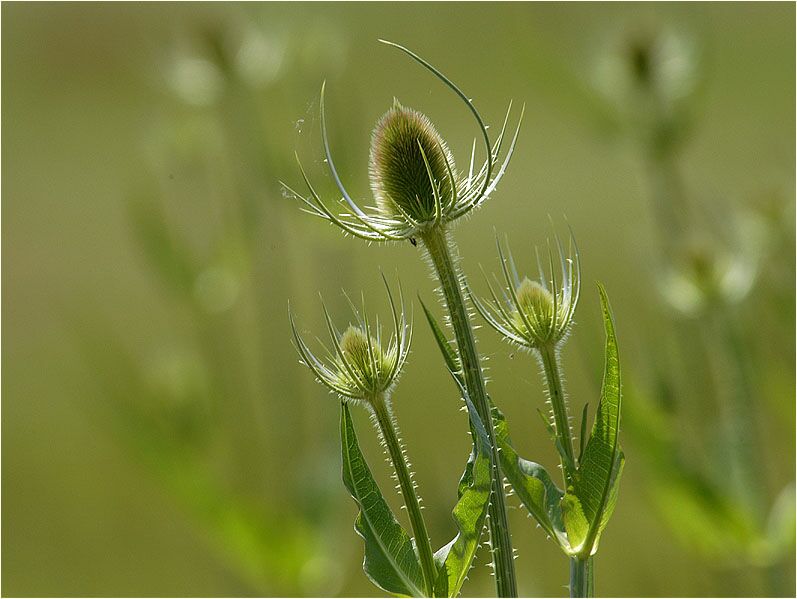 Wilde Karde (Dipsacus silvester)