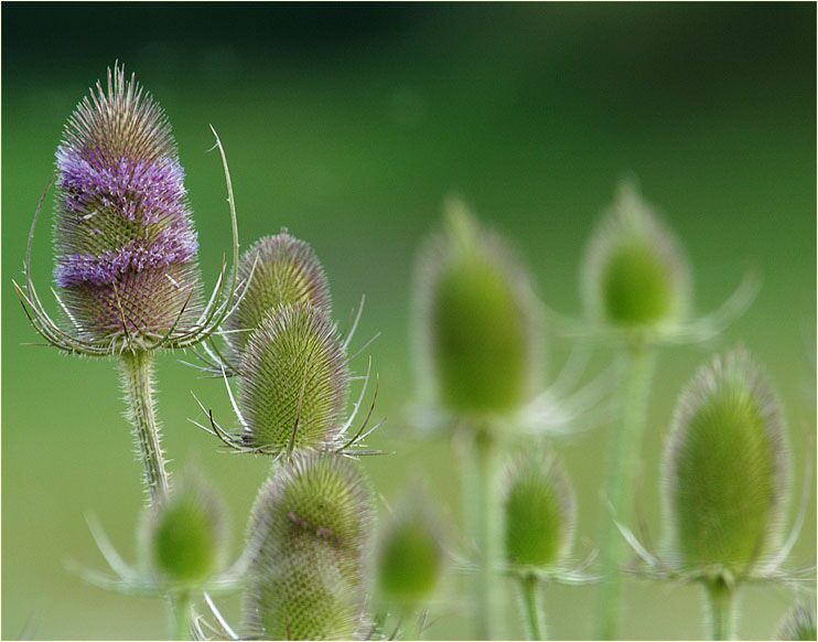 Wilde Karde (Dipsacus silvester)