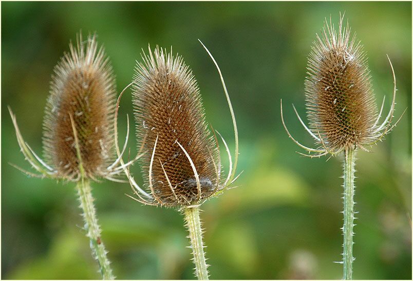 Wilde Karde (Dipsacus silvester)