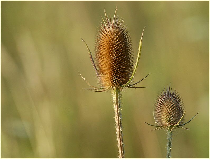 Wilde Karde (Dipsacus silvester)