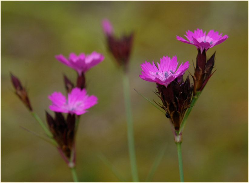 Karthäuser-Nelke (Dianthus carthusianorum)