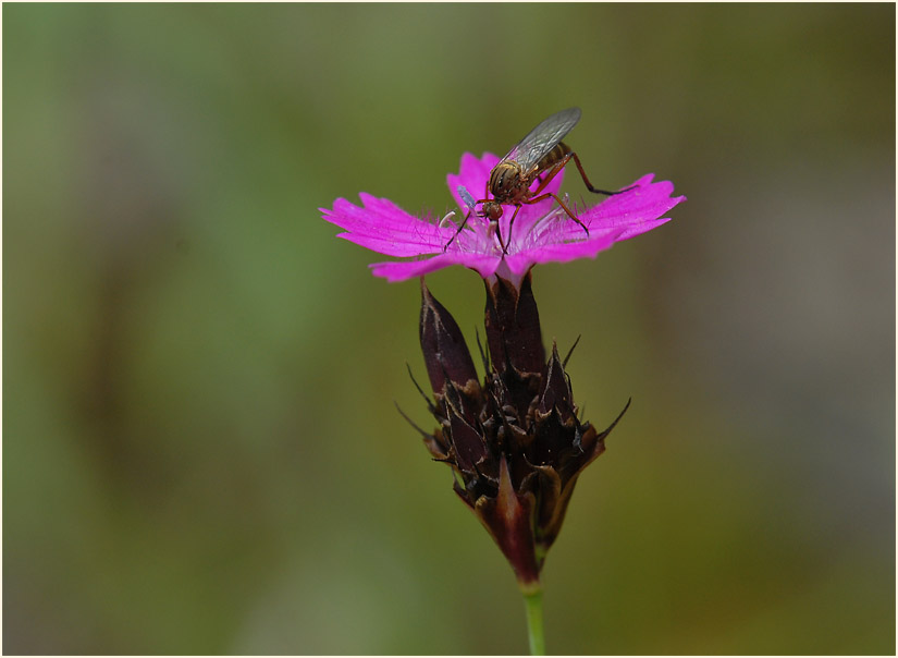 Karthäuser-Nelke (Dianthus carthusianorum)