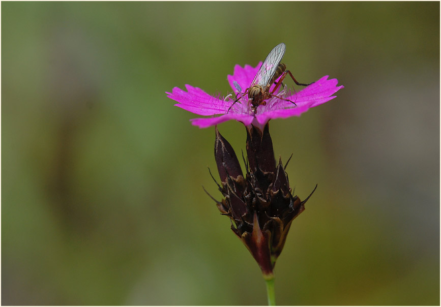 Karthäuser-Nelke (Dianthus carthusianorum)