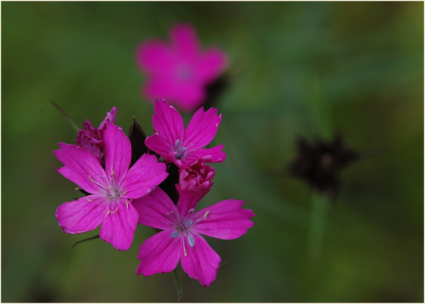 Karthäuser-Nelke (Dianthus carthusianorum)