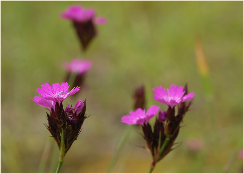 Karthäuser-Nelke (Dianthus carthusianorum)