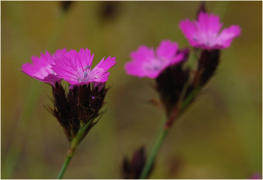 Karthäuser-Nelke (Dianthus carthusianorum)