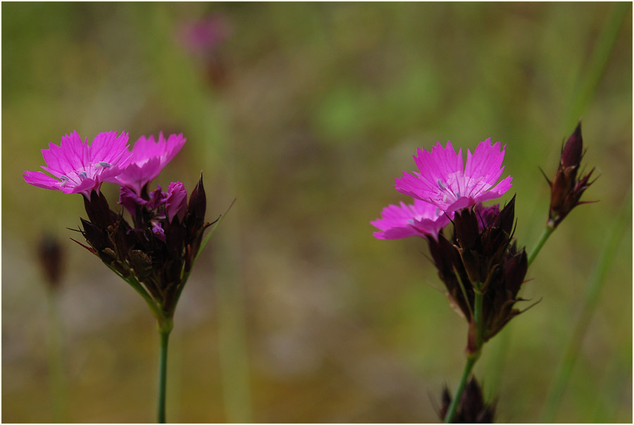 Karthäuser-Nelke (Dianthus carthusianorum)