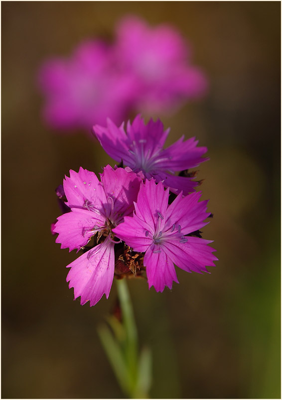 Karthäuser-Nelke (Dianthus carthusianorum)