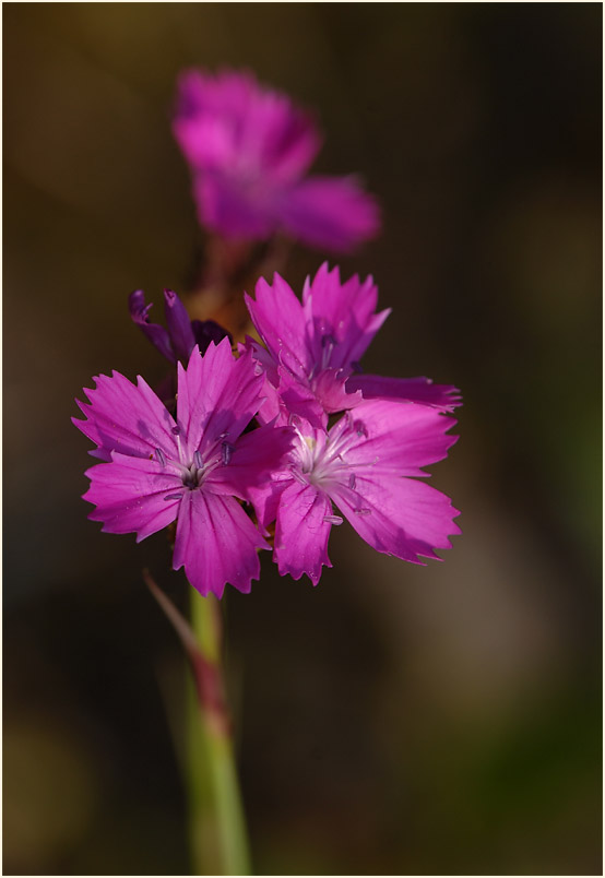 Karthäuser-Nelke (Dianthus carthusianorum)