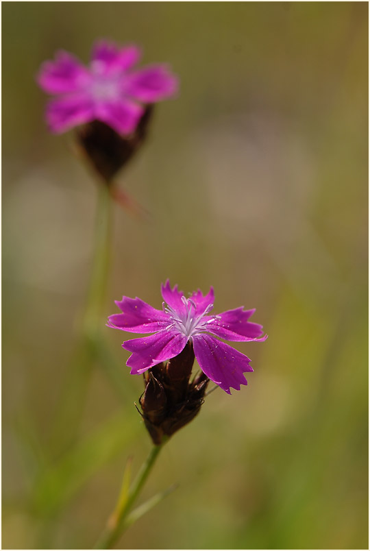 Karthäuser-Nelke (Dianthus carthusianorum)