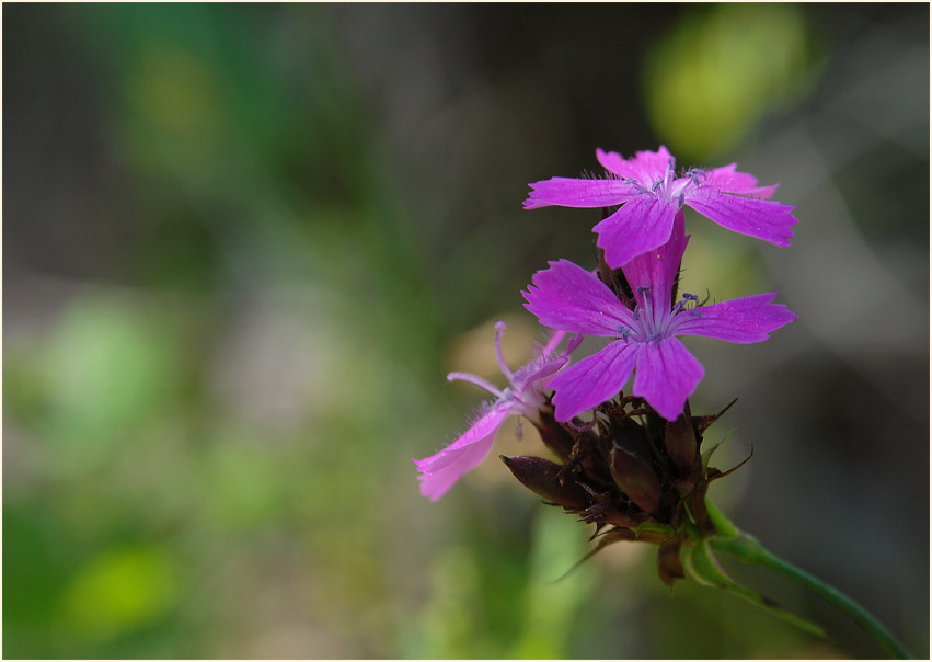 Karthäuser-Nelke (Dianthus carthusianorum)