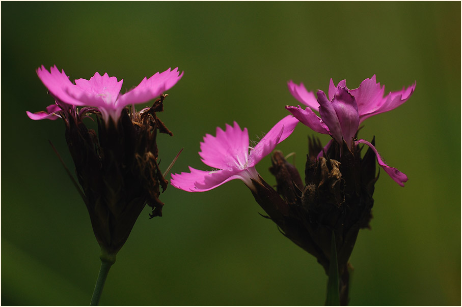 Karthäuser-Nelke (Dianthus carthusianorum)