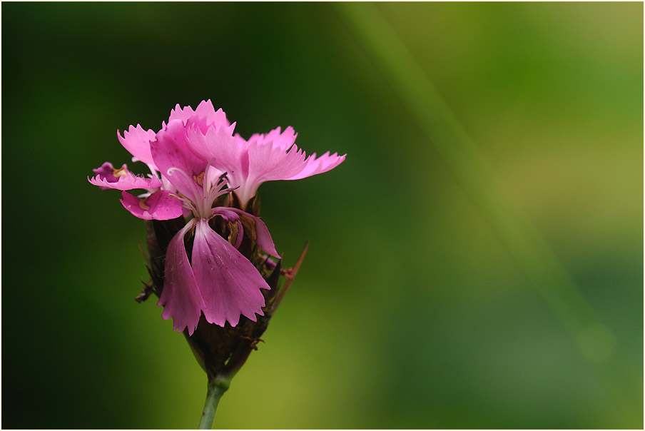 Karthäuser-Nelke (Dianthus carthusianorum)