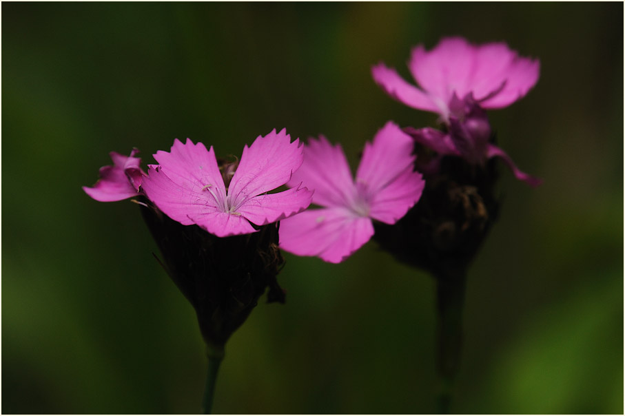 Karthäuser-Nelke (Dianthus carthusianorum)