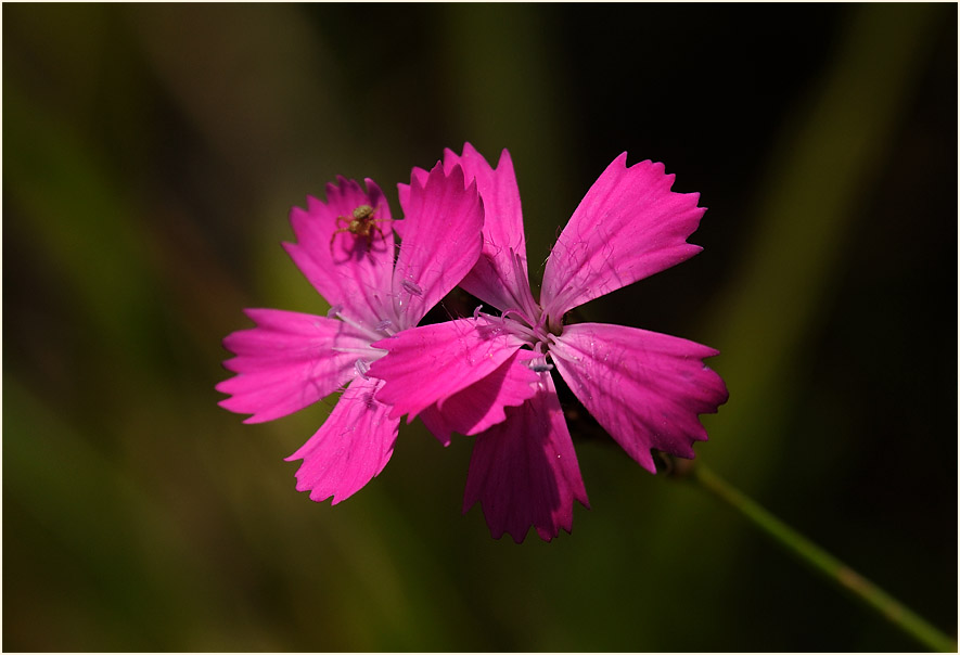 Karthäuser-Nelke (Dianthus carthusianorum)