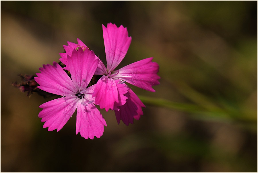 Karthäuser-Nelke (Dianthus carthusianorum)