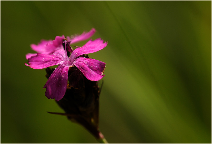 Karthäuser-Nelke (Dianthus carthusianorum)