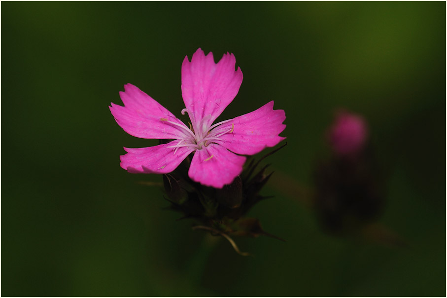 Karthäuser-Nelke (Dianthus carthusianorum)